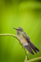 Hummingbird (Trochilidae)