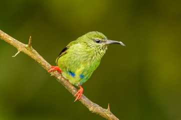 Red-legged Honeycreeper (Cyanerpes cyaneus)