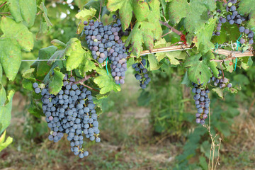 Bunches of red wine grapes hanging on the wine
