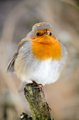 European Robin (Erithacus rubecula)