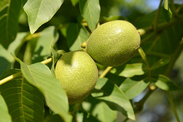 Two green walnuts (Juglans regia)