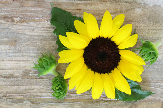 Sunflower on wooden surface with copy space
