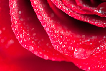 Obrazy  rosa na róży