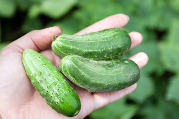 Fresh green cucumbers in hands.