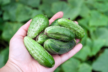 Fresh green cucumbers in hands.