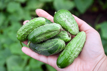 Fresh green cucumbers in hands.