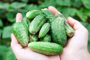 Fresh green cucumbers in hands.