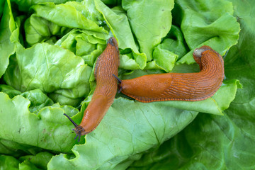 Schnecke mit Salatblatt © Gina Sanders