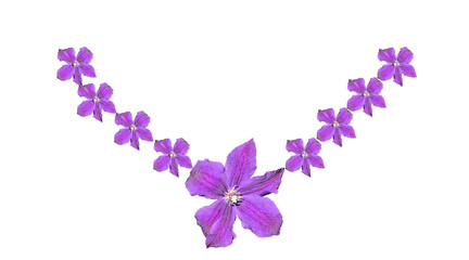 Fototapeta na wymiar decoration of purple flowers on a white background