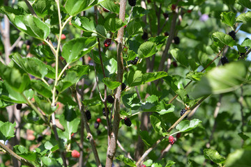 Mulberry tree with berries
