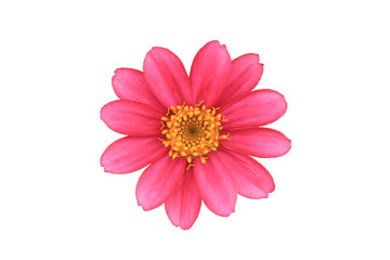Pink Flower isolated [with clipping path]