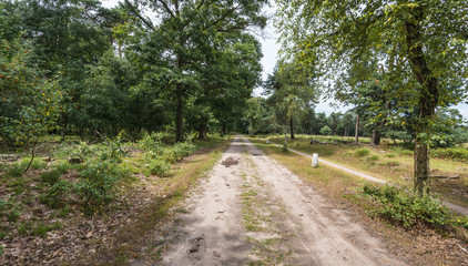 Fototapeta na wymiar Sandy path in a forest