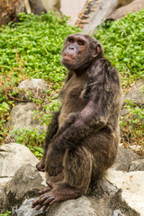 Closeup on chimpanzee