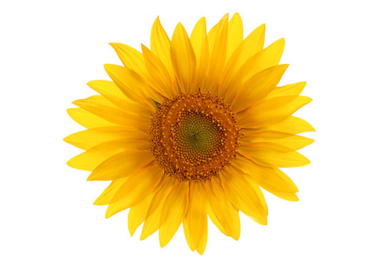 flower sunflower isolated on a white background