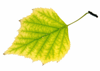 Fototapeta premium birch leaf