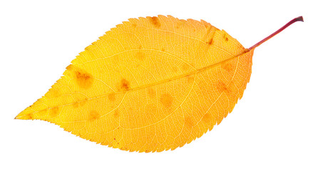 autumn leaf