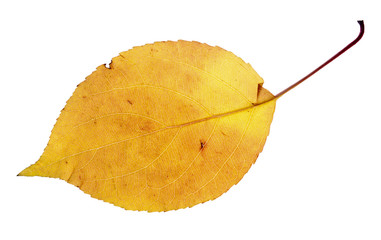 Naklejka premium leaf