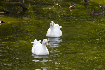 Gänse © BURDE Photography