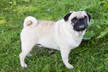 Obraz premium pug dog outdoor