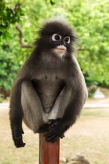 Dusky leaf monkey
