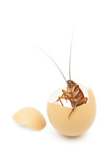 Cockroach was born from egg,cockroach egg hatch