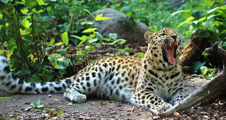 Foto op Canvas Amur leopard © Dead Tree World