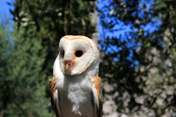 Barn owl