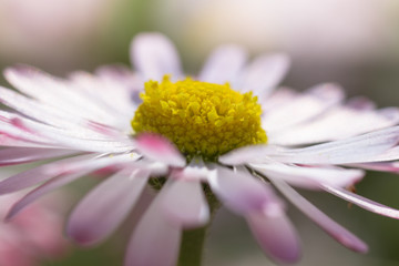 Gänseblümchen © Gerhard Paukstat