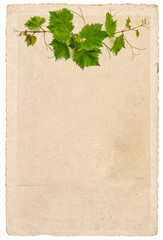 old paper sheet with vine leaves ornament isolated on white