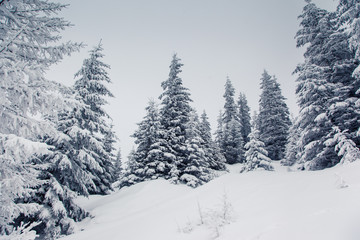 Obraz premium winter