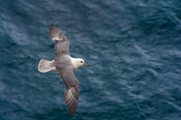 Go&eacute;land en vol