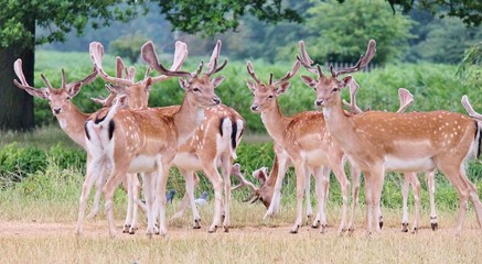 deer family Group of fallow stag deer with antlers