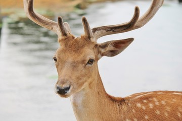 deer stag close up by river water