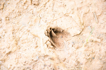 Deer track
