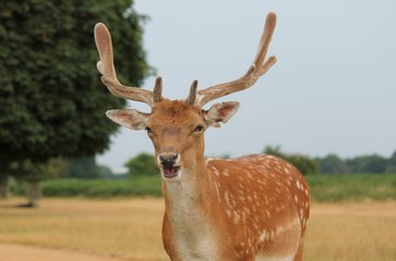 Fototapeta premium stag deer with antlers - fallow deer crying