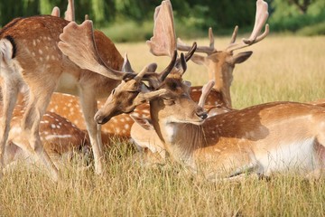 mother and baby deer