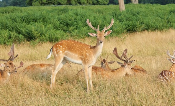 deer family group of stag with antlers stock, photo, photograph, image, picture, 