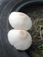 Mushrooms in the tire