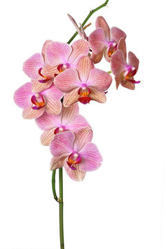Fototapeta Pink orchid