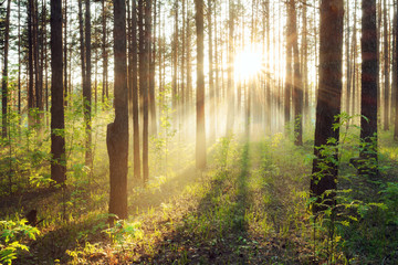 Panele Szklane Podświetlane  zachód słońca w lesie