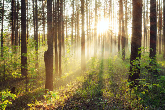 Fototapeta sunset in the woods