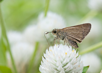 brown small butterfly on flower,thailand