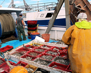 activité sur le port de pêche