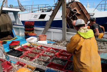 activité sur le port de pêche