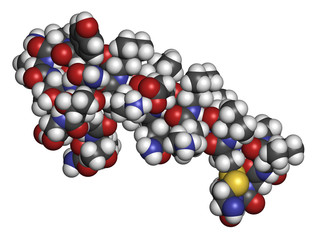 Salmon calcitonin peptide hormone drug, chemical structure.