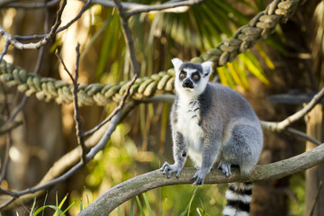 Lemur