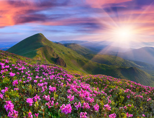Fototapeta na wymiar Magiczne różowe kwiaty rododendronów w górach