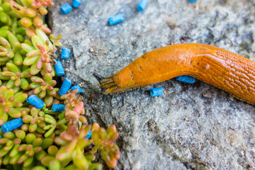 Schnecke mit Schneckenkorn © Gina Sanders