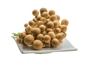 Japan mushroom Shimeji