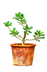  Ping Bignonia in handmade flowerpot